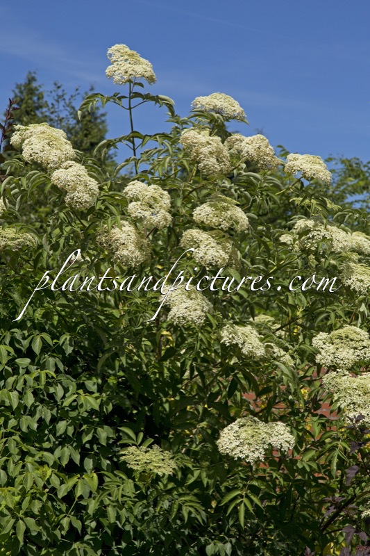 Sambucus canadensis ‘Maxima’