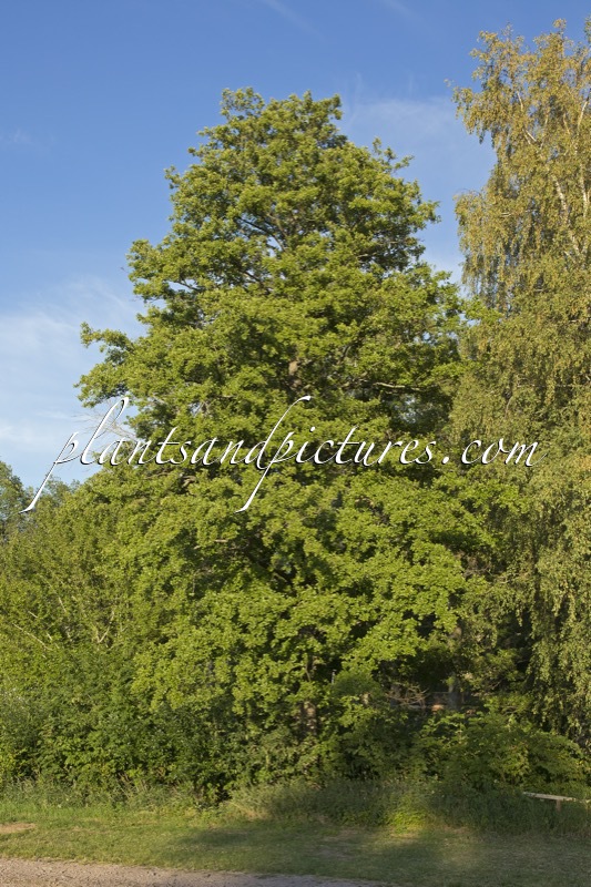 Alnus glutinosa