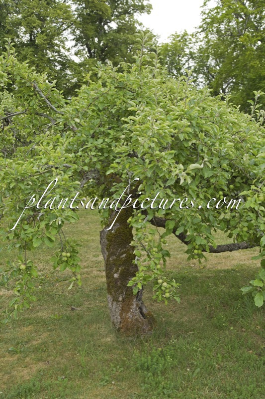 Malus domestica ‘Grågylling’