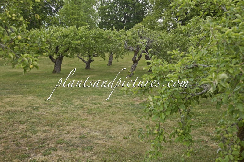 Malus domestica ‘Grågylling’