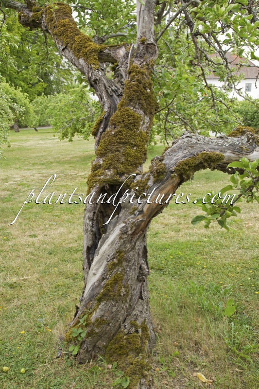 Malus domestica ‘Grågylling’