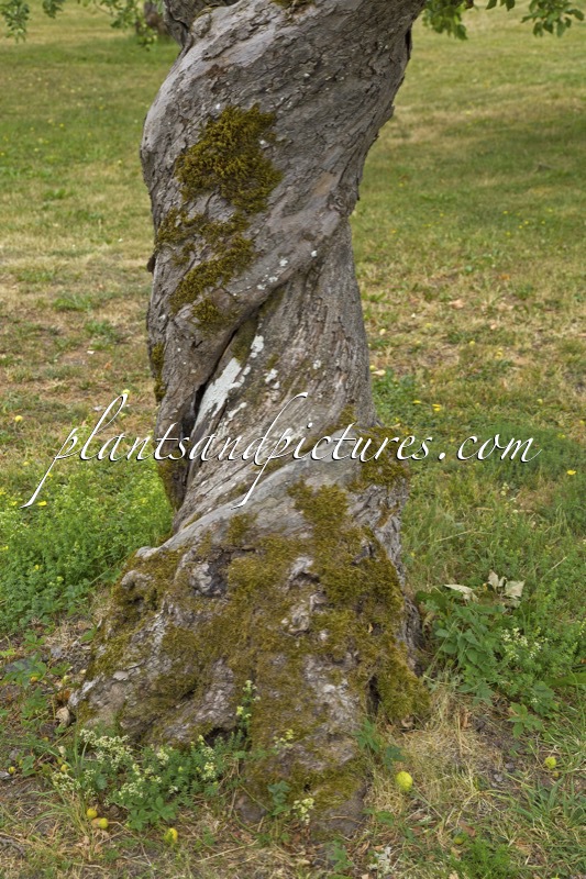 Malus domestica ‘Grågylling’