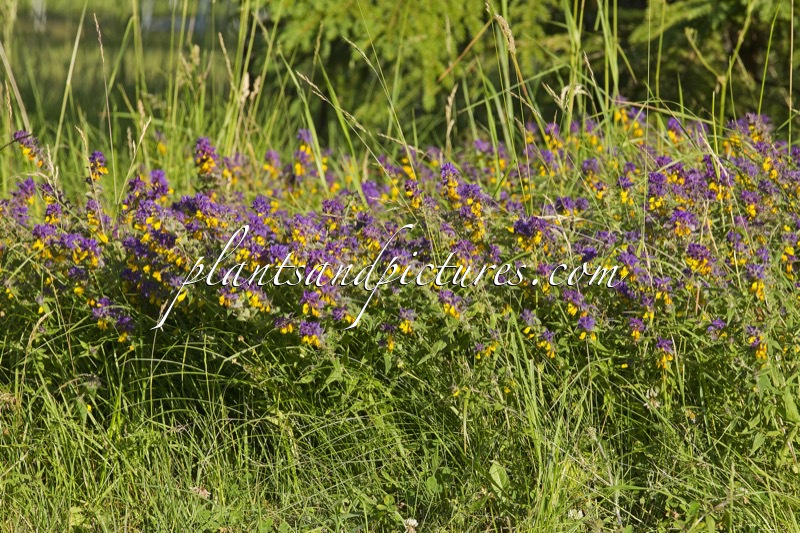 Melampyrum nemorosum
