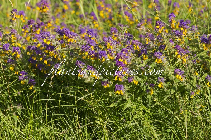 Melampyrum nemorosum