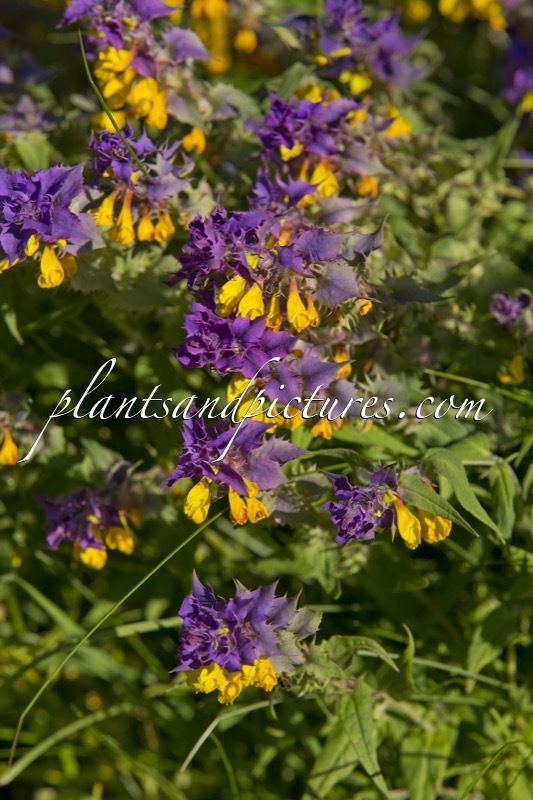 Melampyrum nemorosum