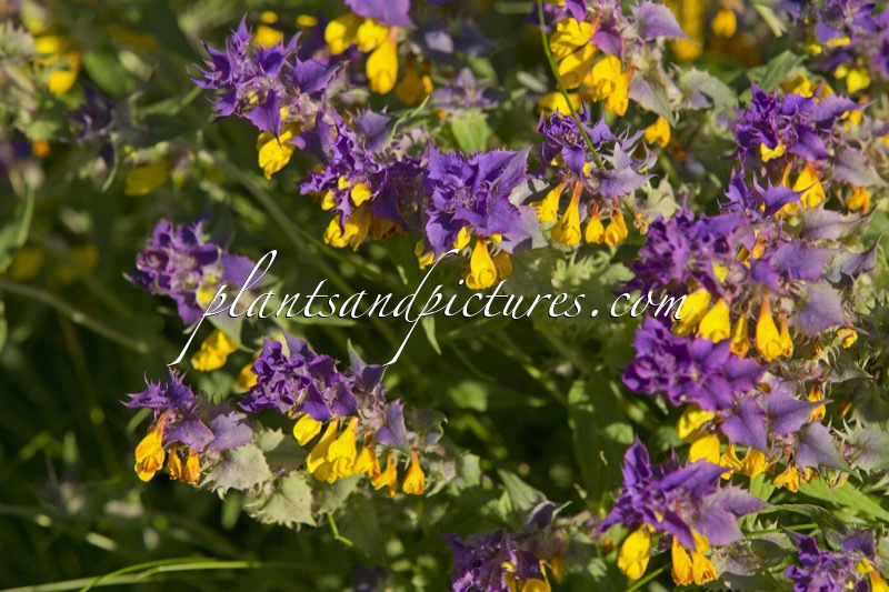 Melampyrum nemorosum