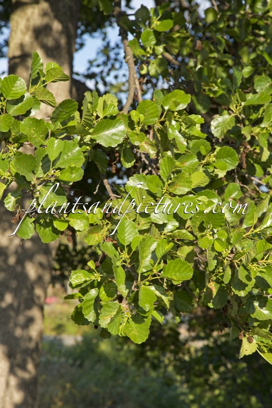 Alnus glutinosa