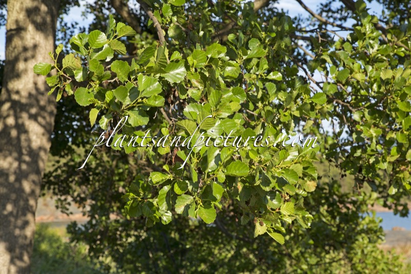 Alnus glutinosa