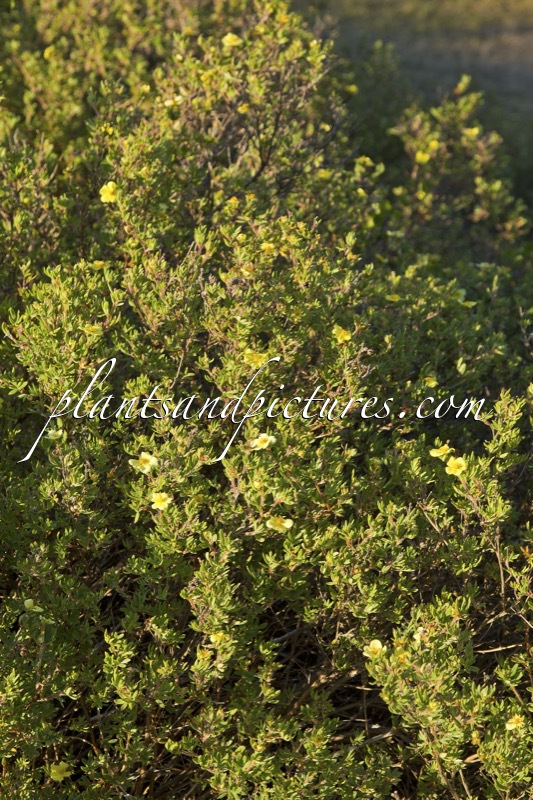 Potentilla fruticosa