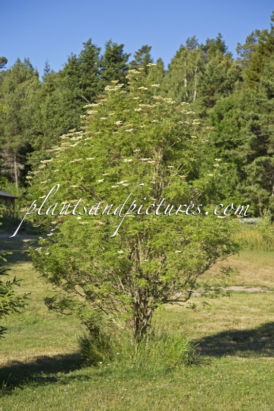 Sambucus nigra ‘Laciniata’