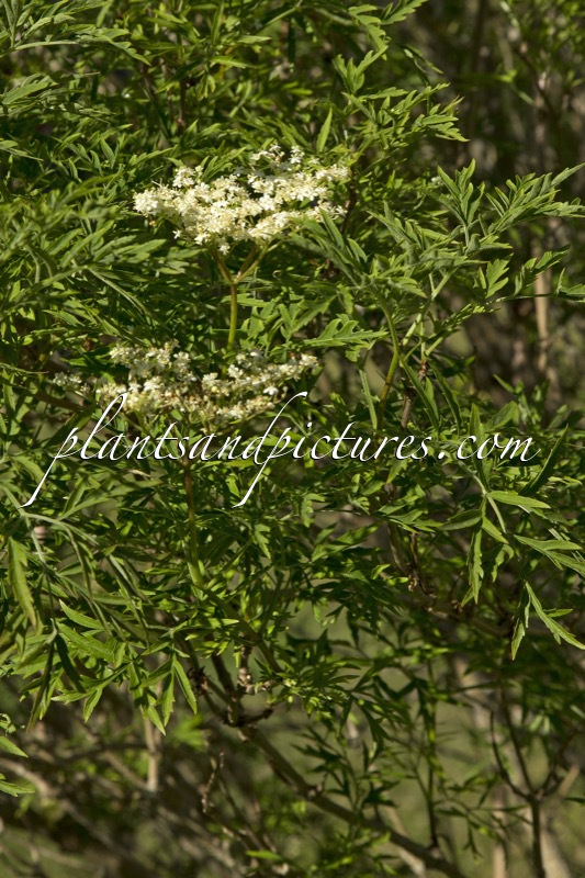 Sambucus nigra ‘Laciniata’