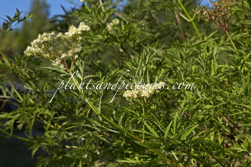 Sambucus nigra ‘Laciniata’