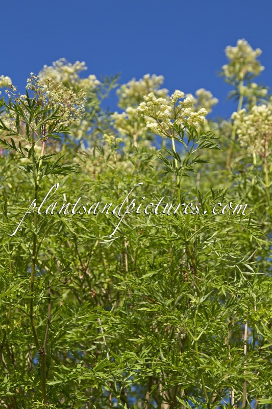 Sambucus nigra ‘Laciniata’