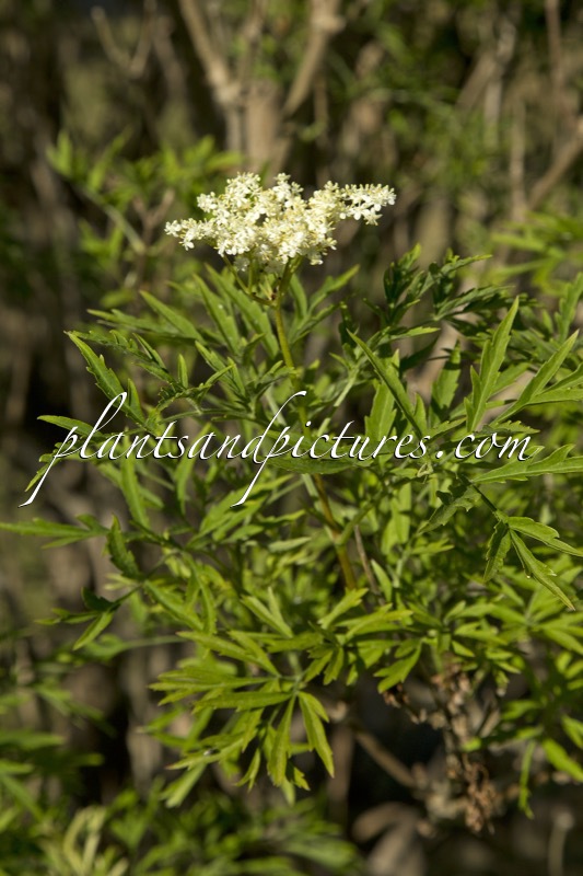 Sambucus nigra ‘Laciniata’