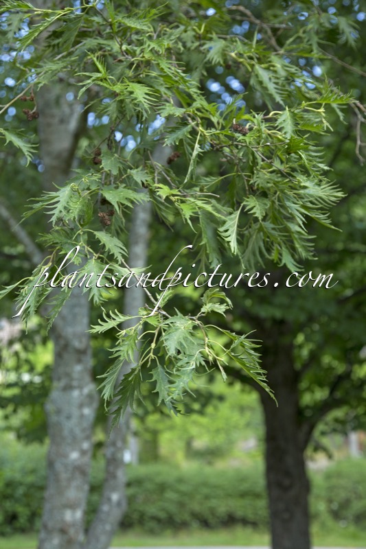 Alnus incana ‘Johanna’