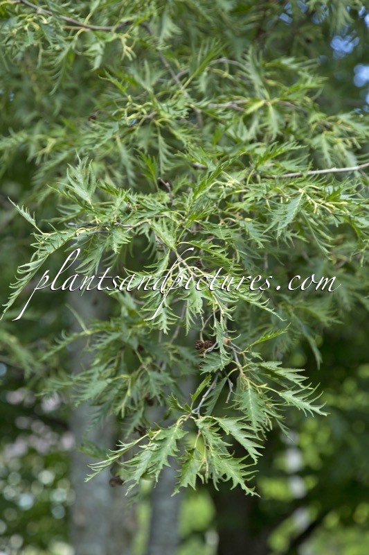 Alnus incana ‘Johanna’