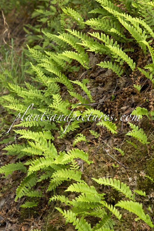 Polypodium vulgare