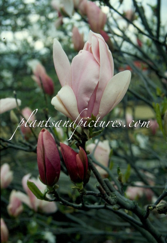 Magnolia ‘Pinkie’