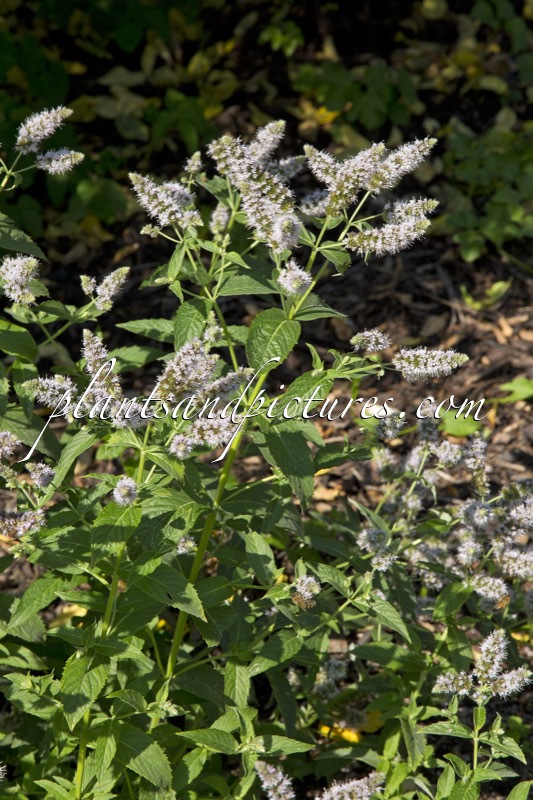 Mentha longifolia
