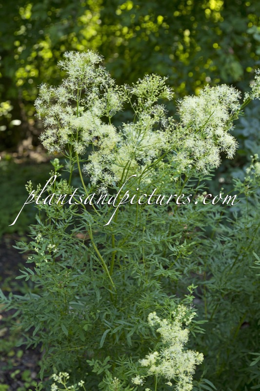 Thalictrum lucidum