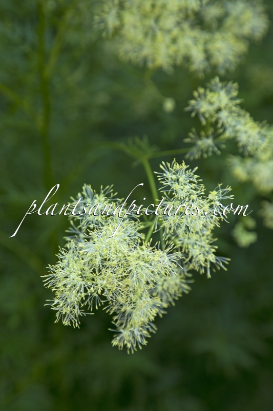 Thalictrum lucidum