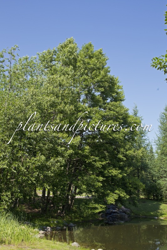 Alnus japonica