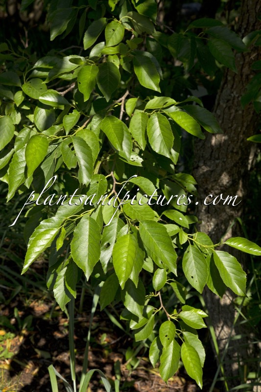 Alnus japonica