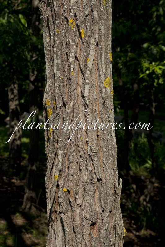 Alnus japonica