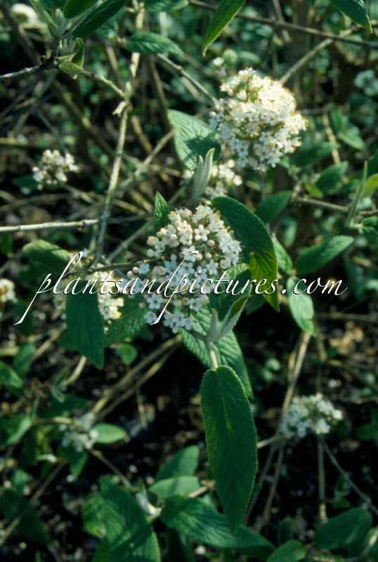 Viburnum buddlejifolium