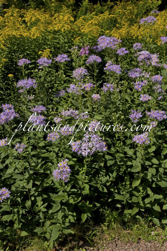 Aster tataricus