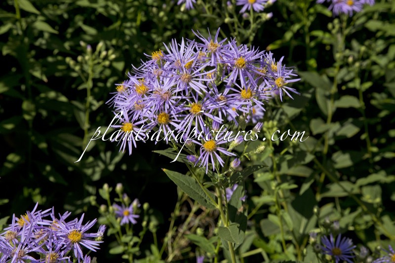 Aster tataricus