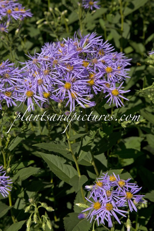 Aster tataricus