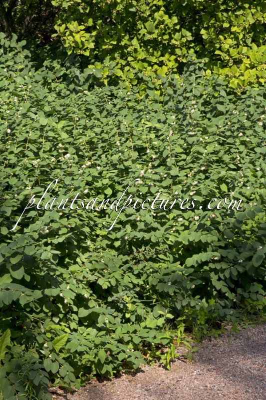 Symphoricarpos occidentalis