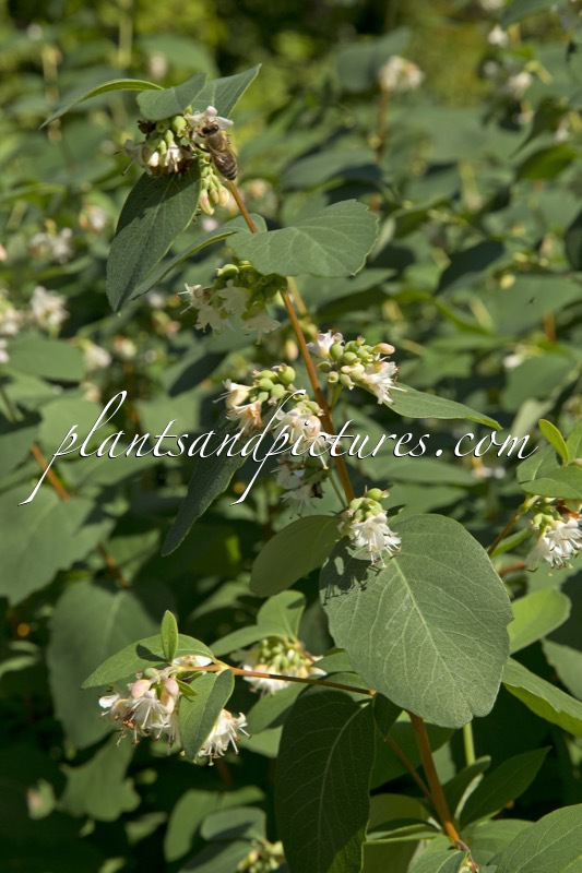 Symphoricarpos occidentalis