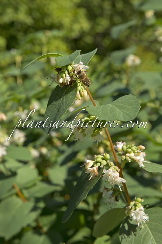 Symphoricarpos occidentalis