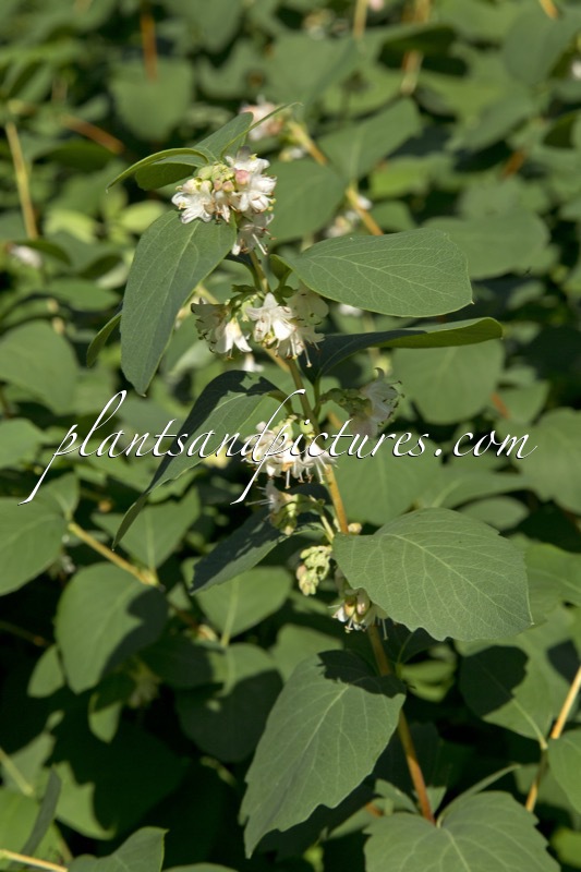 Symphoricarpos occidentalis