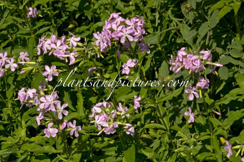 Saponaria officinalis