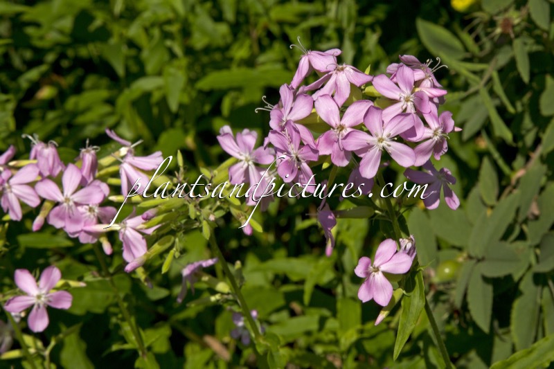 Saponaria officinalis
