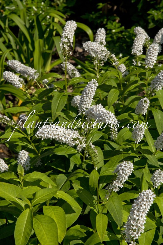 Lysimachia barystachys