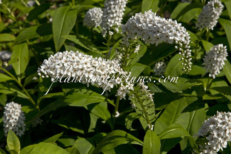 Lysimachia barystachys