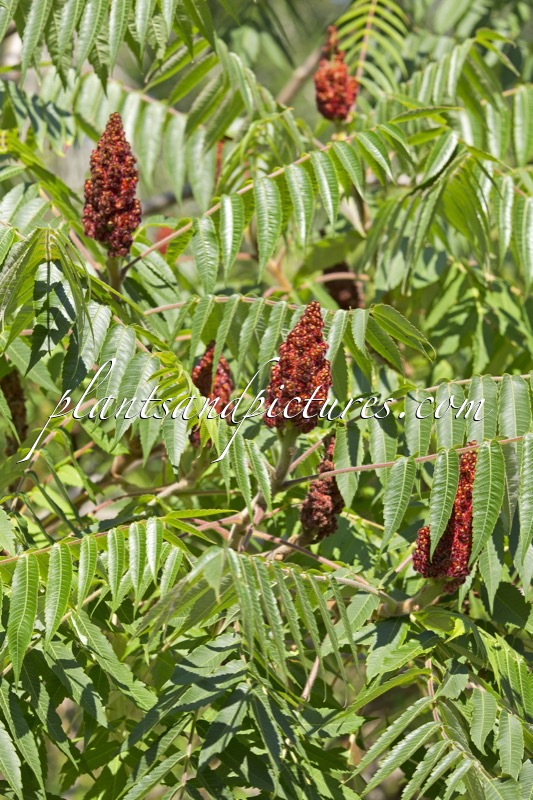 Rhus typhina