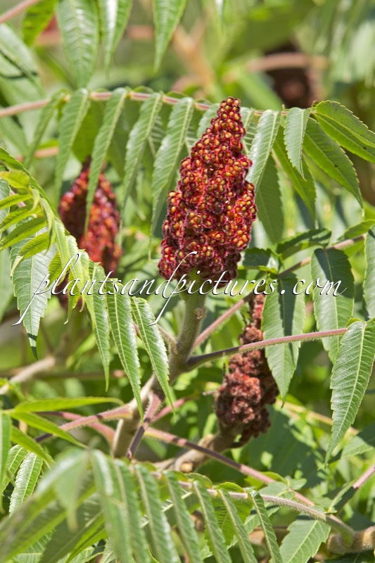 Rhus typhina