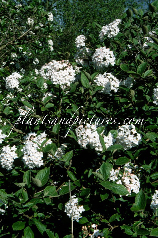 Viburnum ‘Juddii’