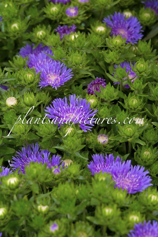 Stokesia laevis ‘Mini Mels’