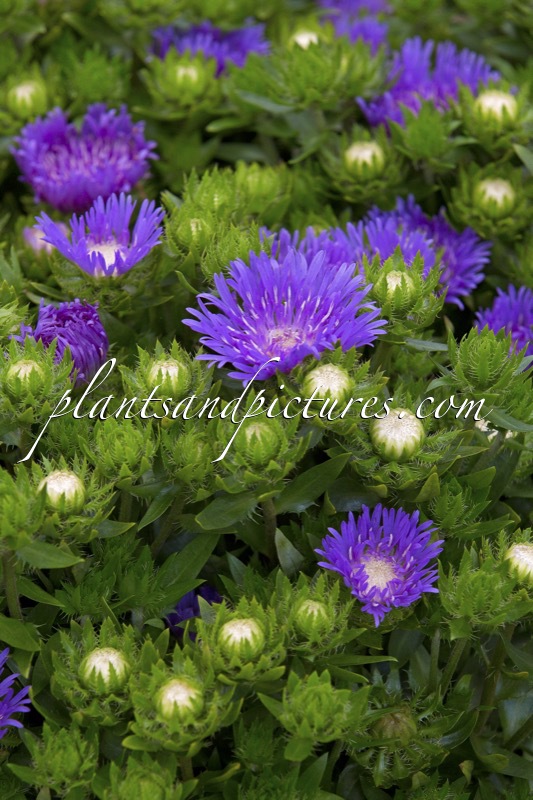 Stokesia laevis ‘Mini Mels’