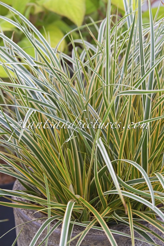 Carex morrowii ‘Everglow’ (EVERCOLOR)
