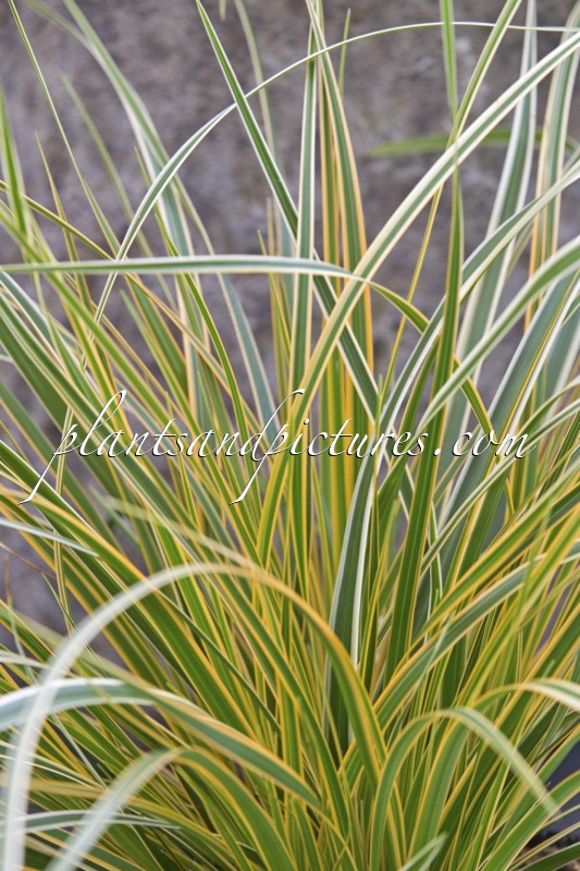Carex morrowii ‘Everglow’ (EVERCOLOR)