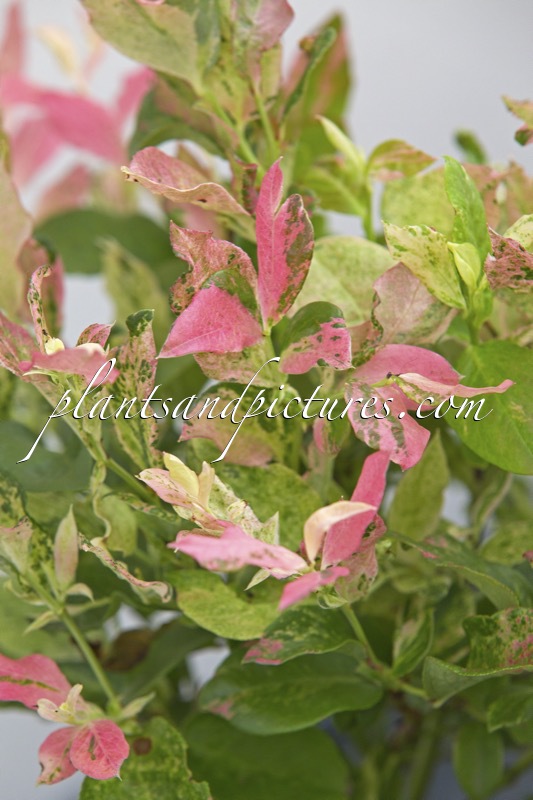 Vaccinium corymbosum ‘Hoogi045’ (FLAMINGO)