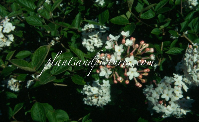 Viburnum carlesii ‘Juddii’