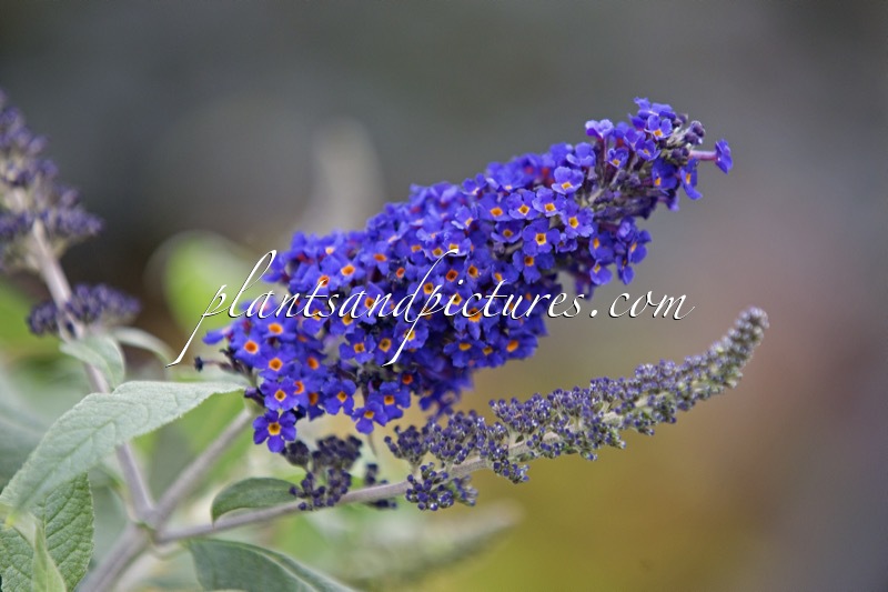 Buddleja davidii ‘SMNBDBT’ (ROCKETSTAR INDIGO)